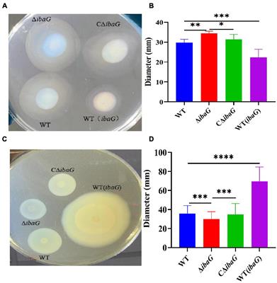 BolA-like protein (IbaG) promotes biofilm formation and pathogenicity of Vibrio parahaemolyticus